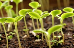 爱种花的山秀子做营养土,自制营养土，让爱花绽放新活力