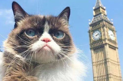 网红猫导师,揭秘猫咪界的“网红”养成记